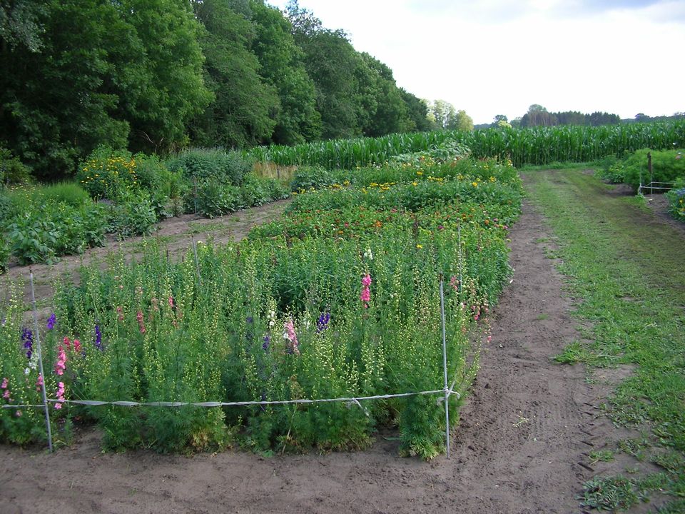 Blumen  selber schneiden in Gyhum