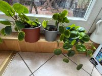 Pilea Pflanzen Friedrichshain-Kreuzberg - Friedrichshain Vorschau