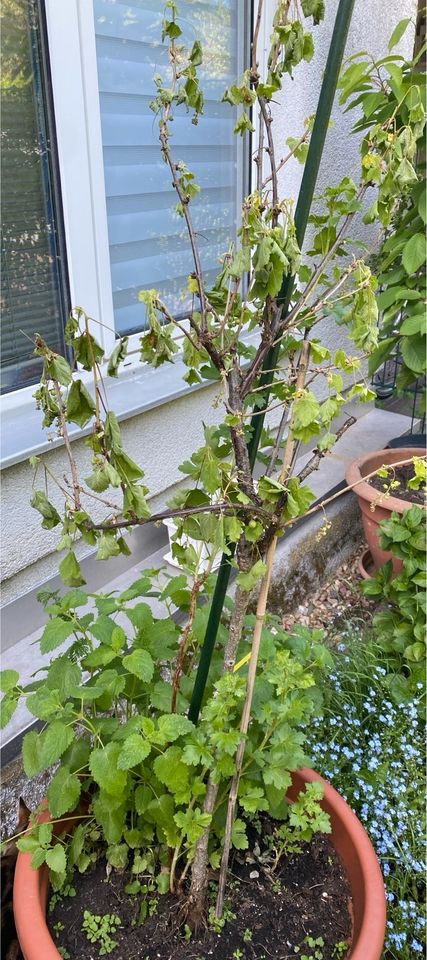 Pflanzen: Jasminbaum / Kirschbaum / Apfelbaum/Johannisbeeren-Baum in Berlin