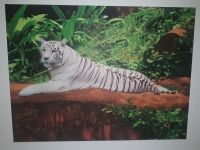 Leinwandbild TIGER 100 cm x 75 cm  x 2,0  cm Nordrhein-Westfalen - Erkrath Vorschau