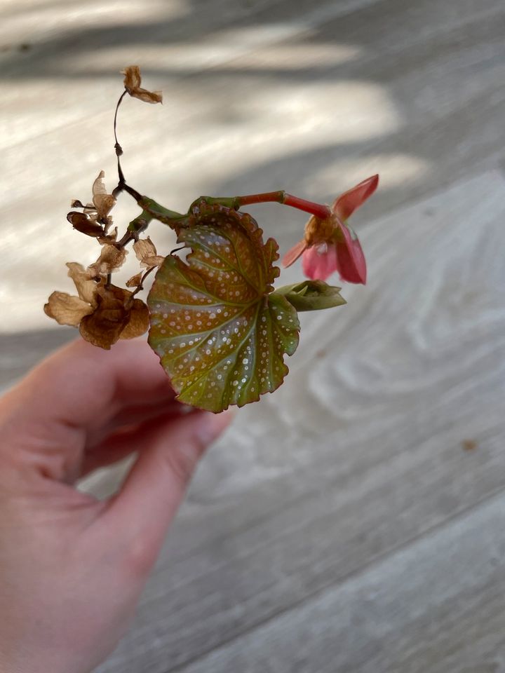 Korallenbegonie, Begonia Corallina, Steckling mit Blatt in Berlin