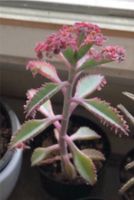 SUCHE Kalanchoe Pink Butterfly Variegata Sukkulent Butterflies Köln - Köln Buchheim Vorschau