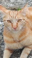 TIGA Kater rot creme orange blotch tabby gestromt VERMISST 9'2019 Hannover - Linden-Limmer Vorschau