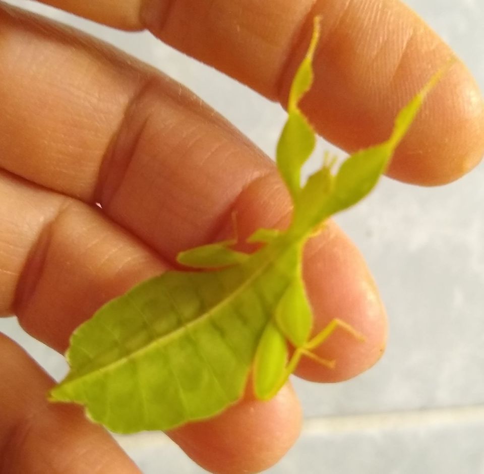 Wandelndes Blatt Phyllium philippinicum in Leverkusen