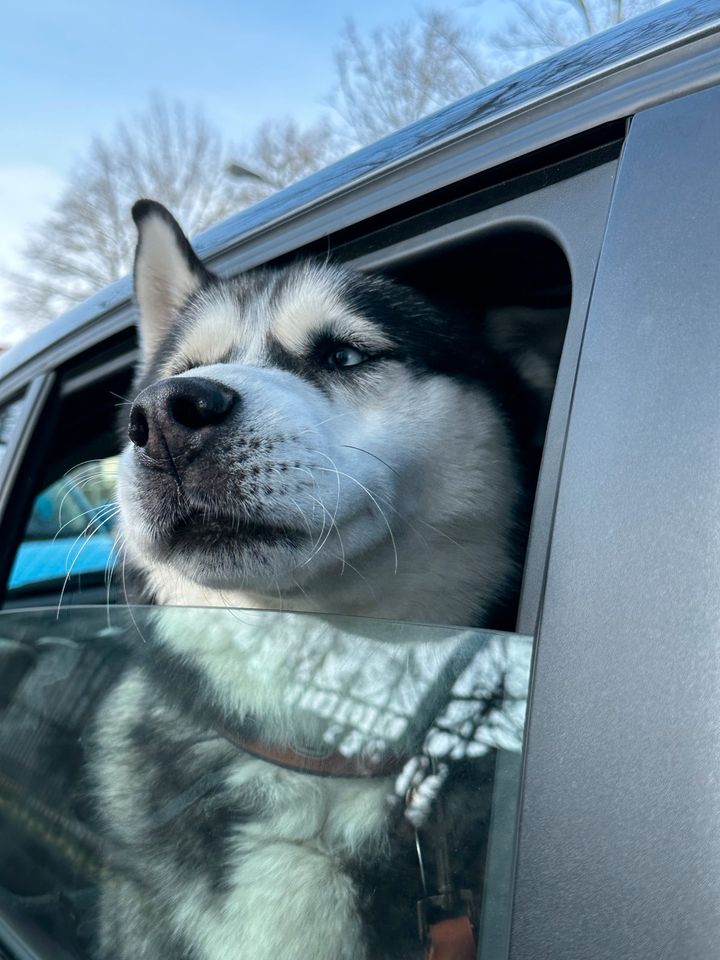 Husky sucht Zuhause für immer! in Augsburg