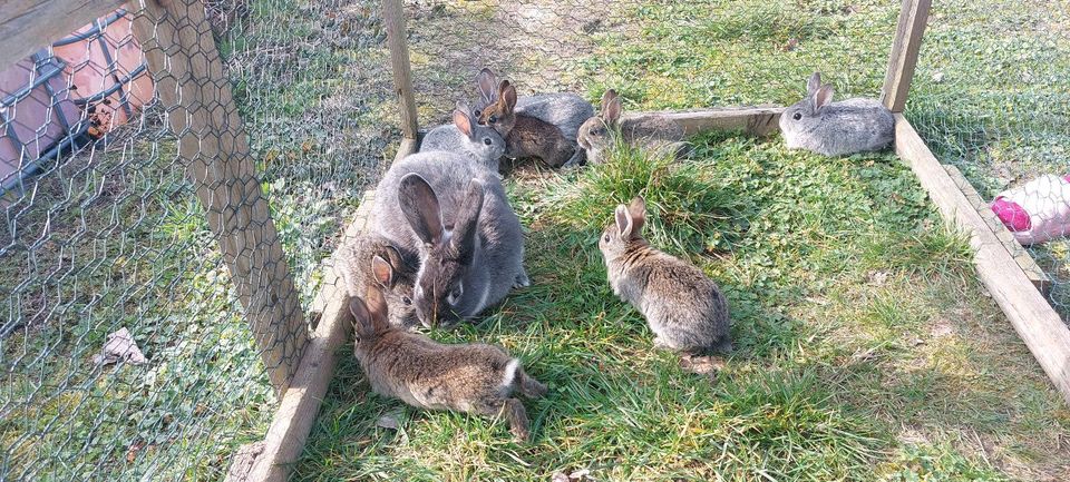 Kaninchenbabys, Stallhasen zu verkaufen in Weinböhla