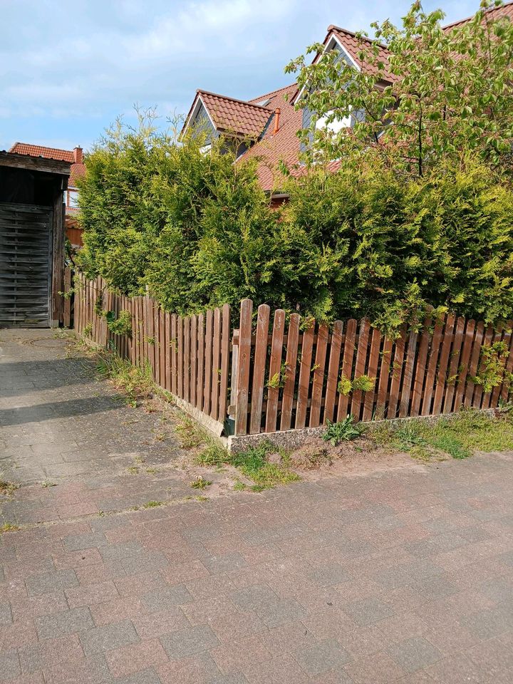 Thuja Brabant Hecke in Scharnebeck