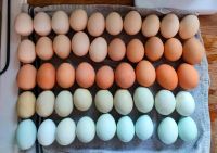 Eier von meinen Bunten Hühnern Bayern - Wallerstein Vorschau