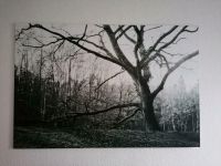 Kunstdruck schwarz weiß 120x80 Fotografie Natur wald sw Niedersachsen - Braunschweig Vorschau