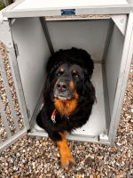 Hunde-Transport-Box Schleswig-Holstein - Schrepperie Vorschau