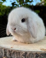 Minilop Mini Lop minilops Zwergkaninchen Kaninchen Rammler Rheinland-Pfalz - Mainz Vorschau