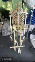 Skelette Anatomie Mensch Bonn - Duisdorf Vorschau