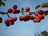 zierapfel zier apfel malus apfel baum äpfel dekoration bonsai Baden-Württemberg - Frickingen Vorschau