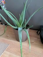 Aloe Vera Pflanze mit Topf Hessen - Bad Soden am Taunus Vorschau