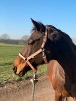 Pflegebeteiligung gesucht Schleswig-Holstein - Norderstedt Vorschau