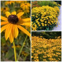 Sonnenhut "Deamii" - Rudbeckia - Solitärstaude im 3ltr. Topf Niedersachsen - Glandorf Vorschau