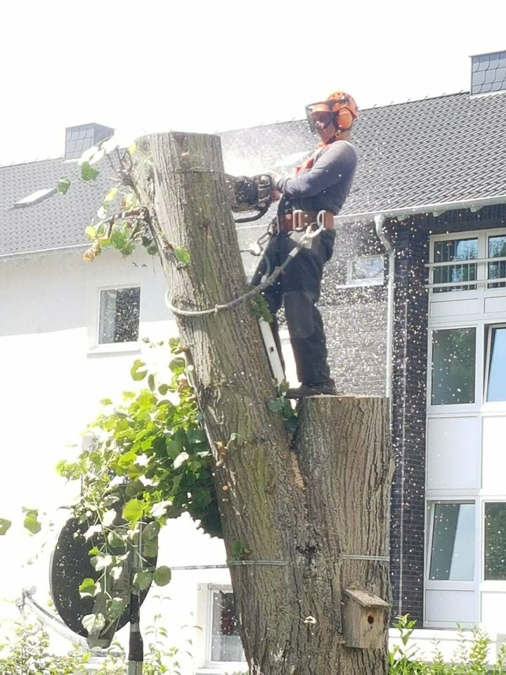 Bäume Fällungen, Baumfällung,  Wurzel fräsen, Hecke schneiden. in Essen