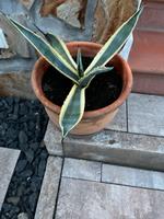 Agave im Terrakotta Topf circa 30cm Rheinland-Pfalz - Maxdorf Vorschau