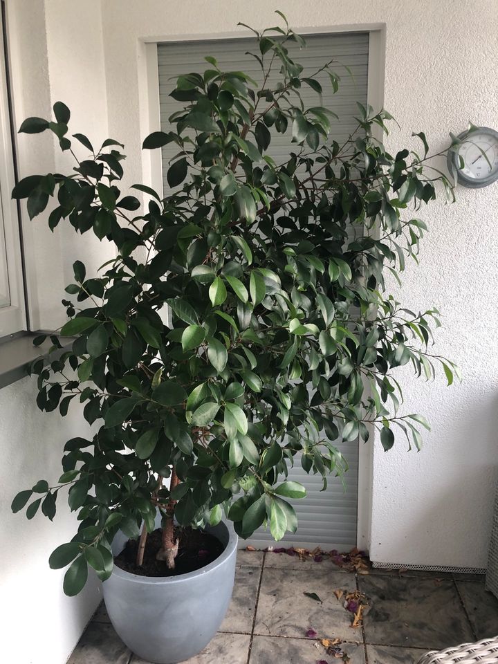 Benjamin Ficus inkl. Blumentopf in Hildesheim