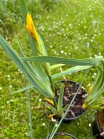 Gelbe Sumpfschwertlilie Iris pseudacorus Pflanze Hessen - Kelkheim Vorschau