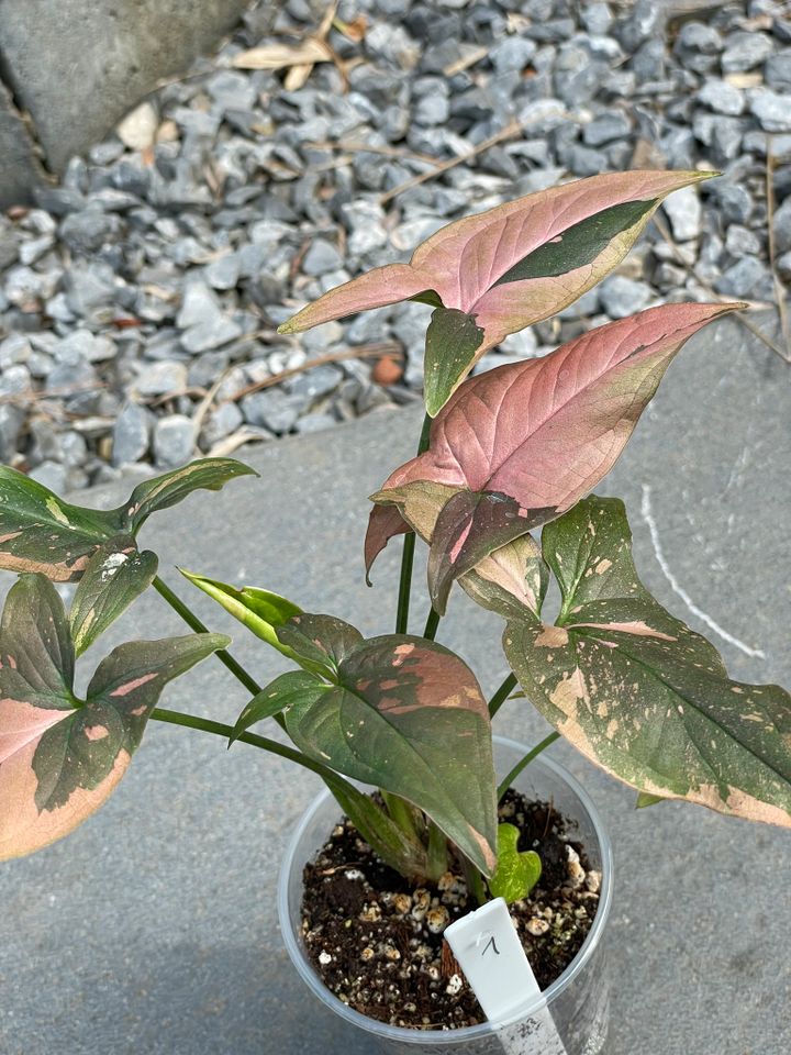 Syngonium Red Spot in Dinslaken