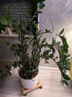 Zamioculcas Glücksfeder 135cm hoch mit Porzellantopf Rheinland-Pfalz - Hardert Vorschau