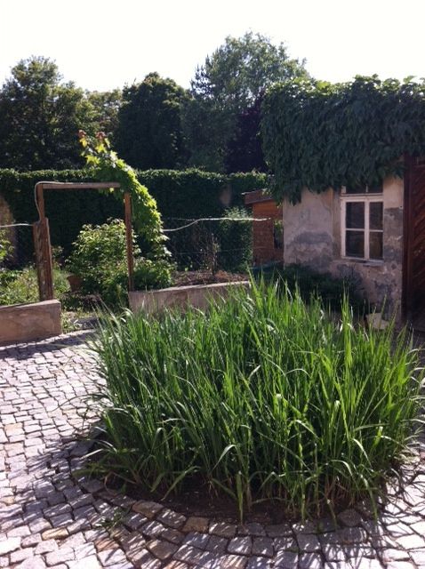 3 Raumwohnung mit Gartennutzung und Balkon in Gera ab 01.07.2024 in Gera