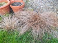 Braune Neuseeland-Segge Carex comans 'Bronco' Ziergras Hessen - Liebenau Vorschau