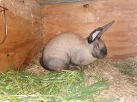 Kaninchen Bock Thüringer Blaue Wiener Mix Zella - Anrode Vorschau