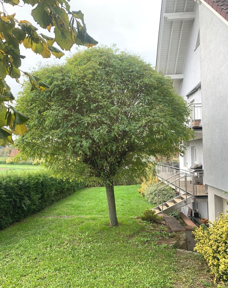 Souterrainwohnung in Feldrandlage - Kapitalanlage. in Büdingen