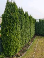 Thuja Smaragd Lebensbaum Bayern - Gersthofen Vorschau