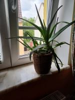Aloe Vera  Pflanze gross, immergrün Altona - Hamburg Groß Flottbek Vorschau
