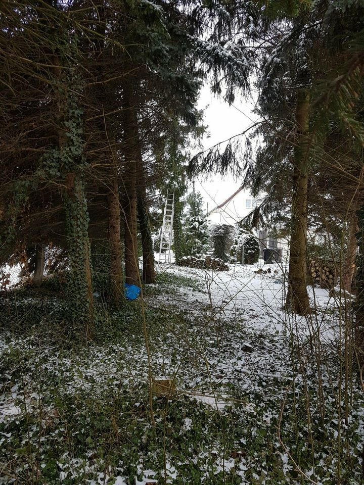 Baumfällung, Baum fällen, Baumdienst, Baumkletterer in Oschatz