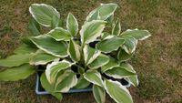 Verschiedene Funkien Hosta 2,50 € Nordrhein-Westfalen - Greven Vorschau