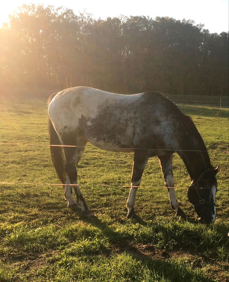 Flash sucht ein neues Zuhause in Markranstädt