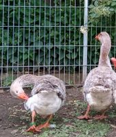 Fränkische Landgänse Sachsen-Anhalt - Bad Bibra Vorschau