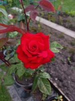 Eine schöne Rose zu verkaufen Rheinland-Pfalz - Daun Vorschau