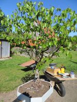 Bonsai Birke Haselnuss Bayern - Harburg (Schwaben) Vorschau