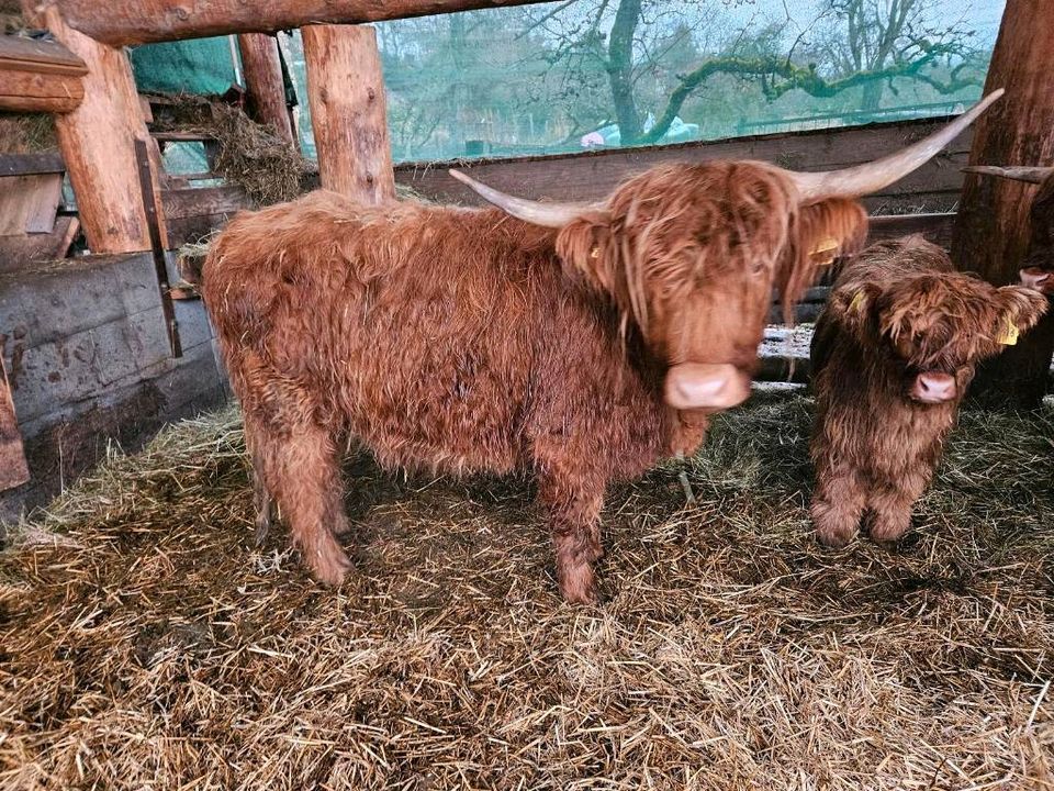 Highland Cattle,Schottische Hochlandrinder in Rosenfeld