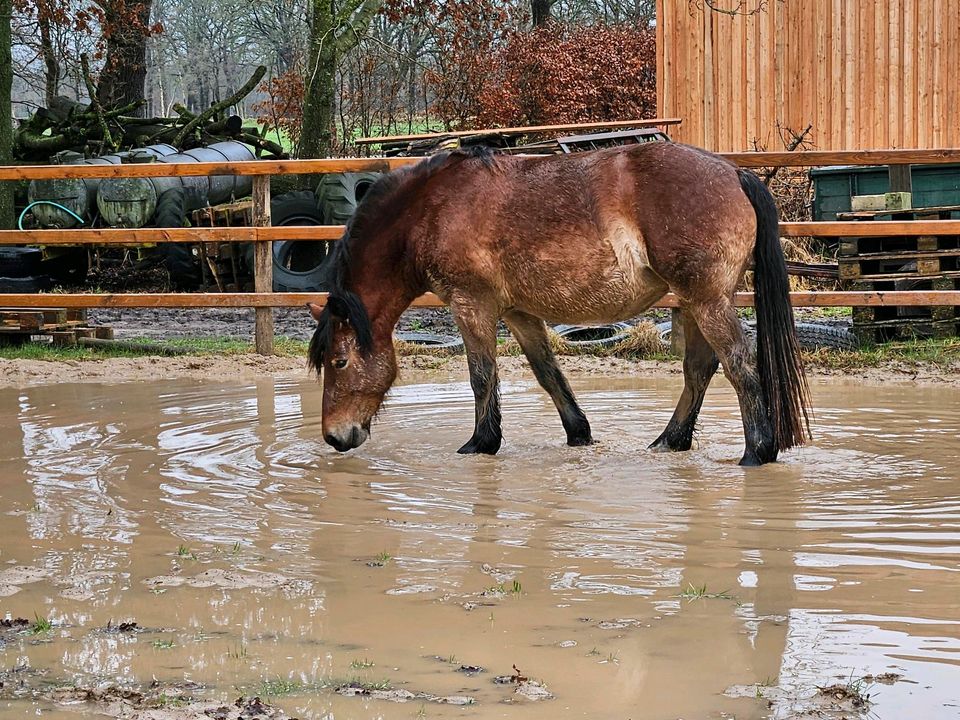 Rheinisch-Deutsche Kaltblut Stute in Bad Zwischenahn