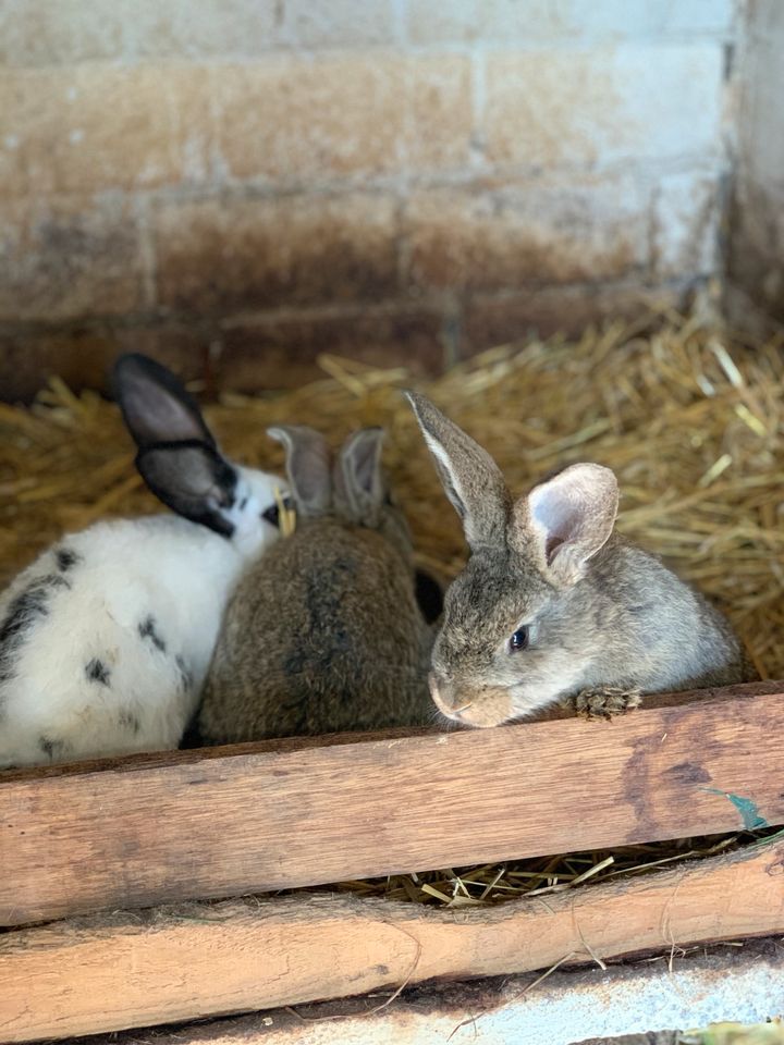 Junge kaninchen in Großheide