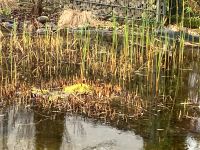 Teichpflanzen und Filterzubehör ,  Auflösung eines Schwimmteichs Baden-Württemberg - Achern Vorschau