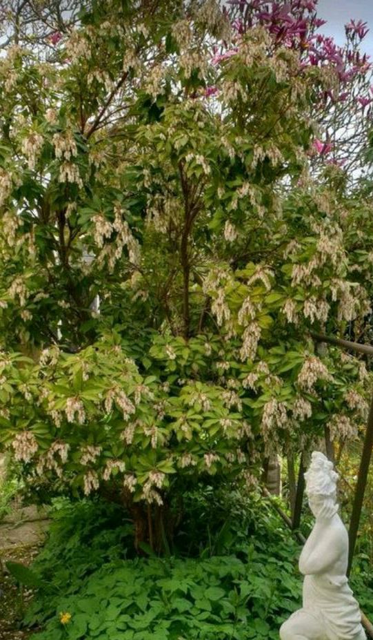 ♡ Pflanze Schattenglöckchen Pieris Lavendelheide ♡ in Ellrich