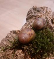 Archachatina Maginata Suturalis Nordrhein-Westfalen - Oerlinghausen Vorschau