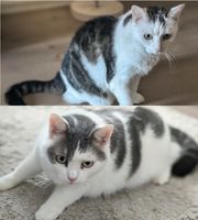 zwei Katzen suchen ein liebevolles neues Zuhause Bayern - Memmingen Vorschau