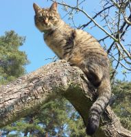 Katze weggelaufen (Eckenhaid) Bayern - Eckental  Vorschau