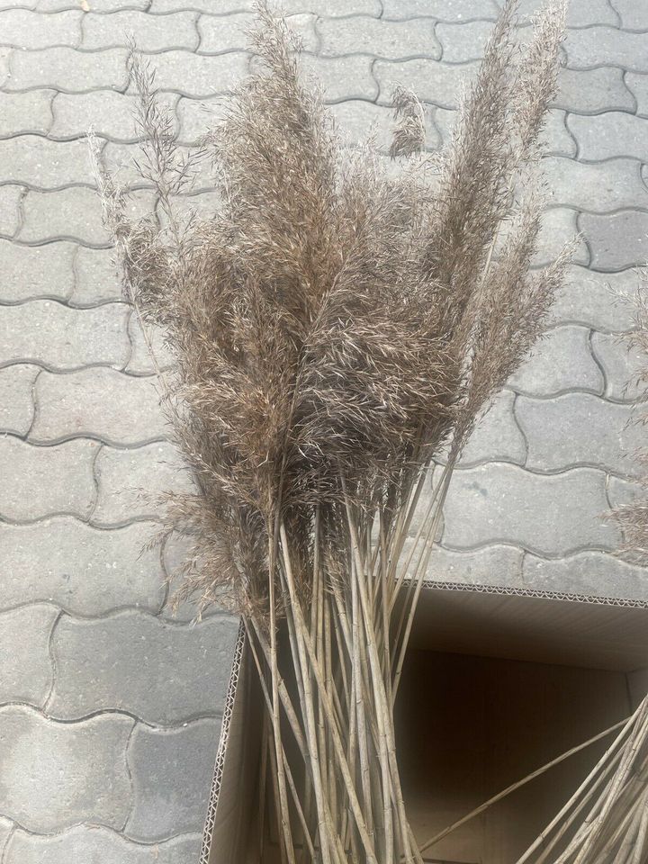 toller Trockenblumenstrauß Dekostrauß beige  Pampas ca 66cm hoch in Wallersdorf