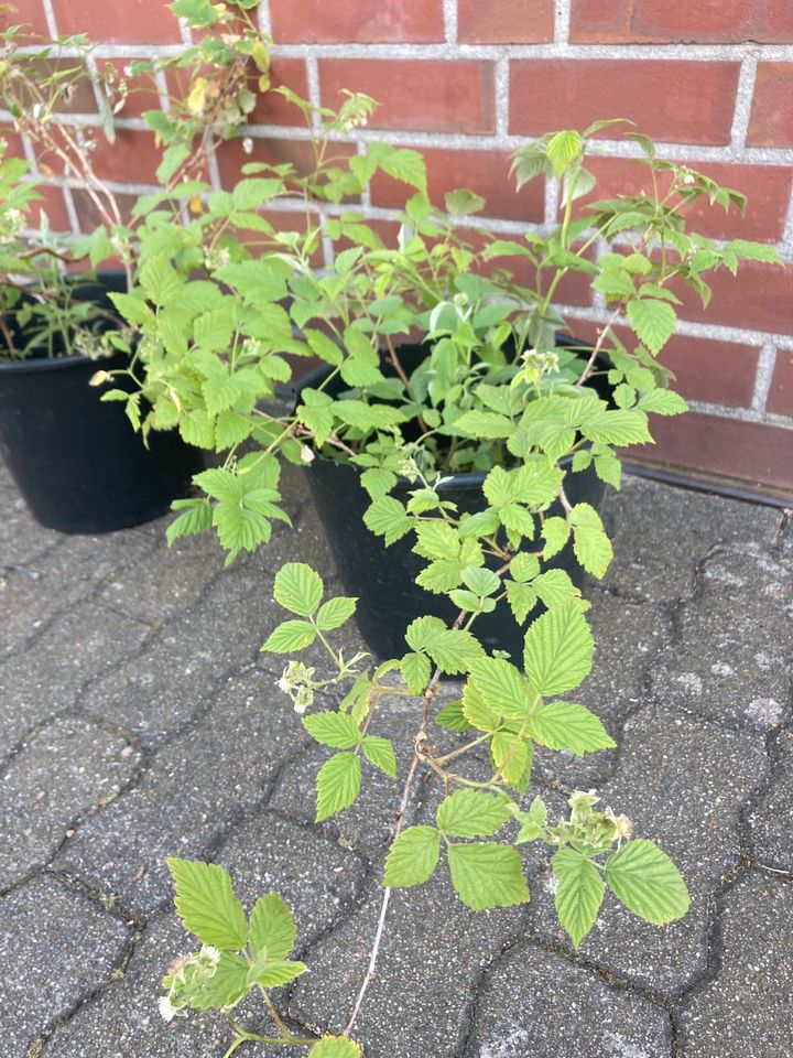 —> Tomaten - Erdbeeren - weitere Pflanzen <— in Hamburg