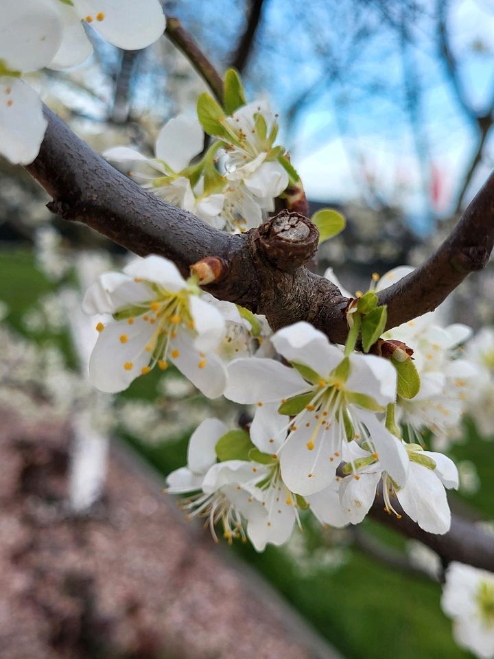 Garten/Obstwiese/Freizeitgrundstück zur Pacht in Gärtringen