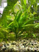 Amazonas Pflanze Wasserpflanze Aquariumpflanze Aquarium Pankow - Weissensee Vorschau